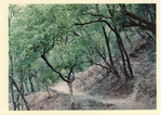 Path used for Sat Tal Ashram hikes