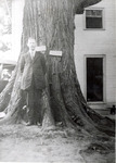 Alvin Jarrett (1920's)