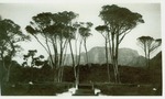 Rhodes Estate at Rondebosch Cape by A. Rowland