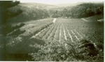 Vineyards at Constantia Cape by A. Rowland